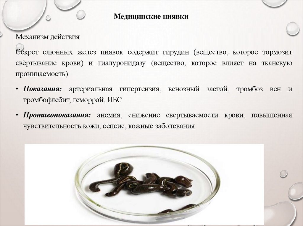 Медицинские пиявки