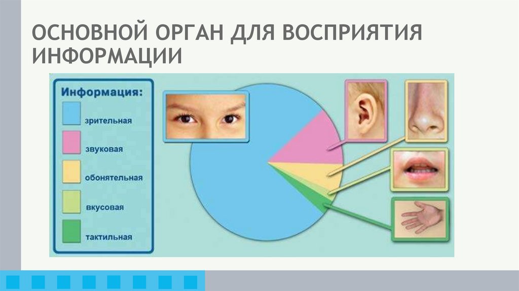 ОСНОВНОЙ ОРГАН ДЛЯ ВОСПРИЯТИЯ ИНФОРМАЦИИ
