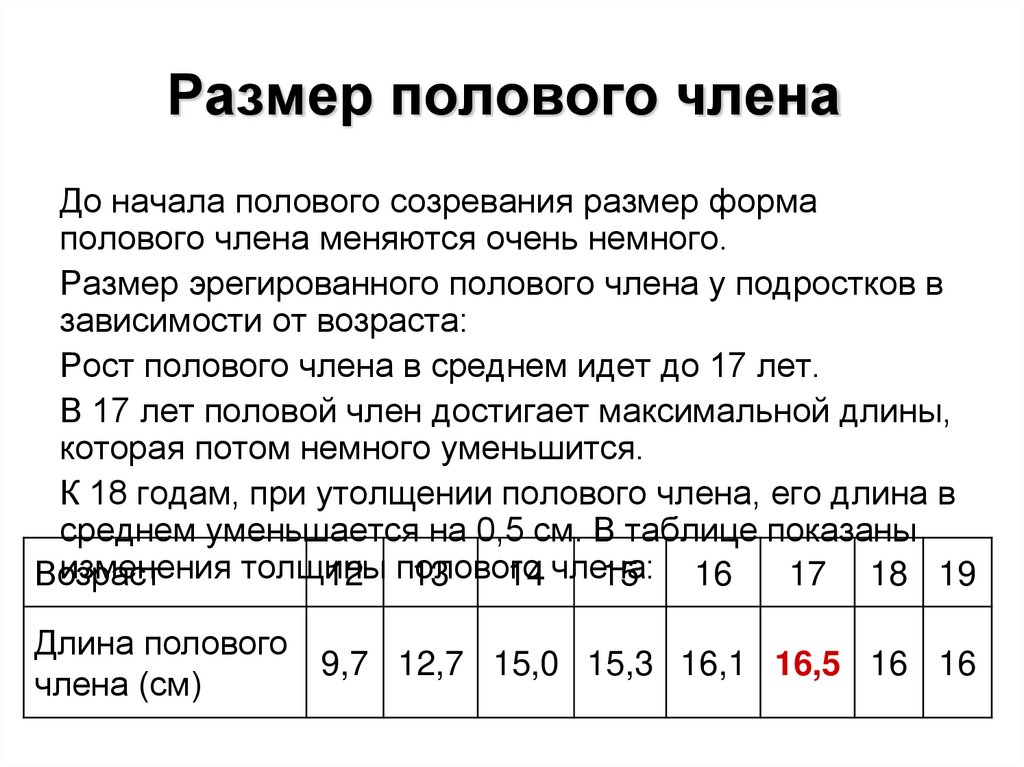 Размер полового члена 