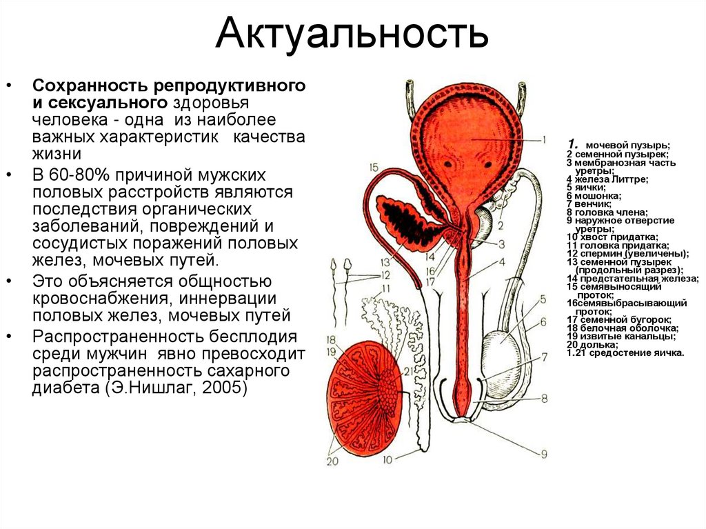 Актуальность