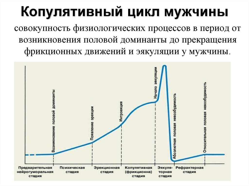 Копулятивный цикл мужчины