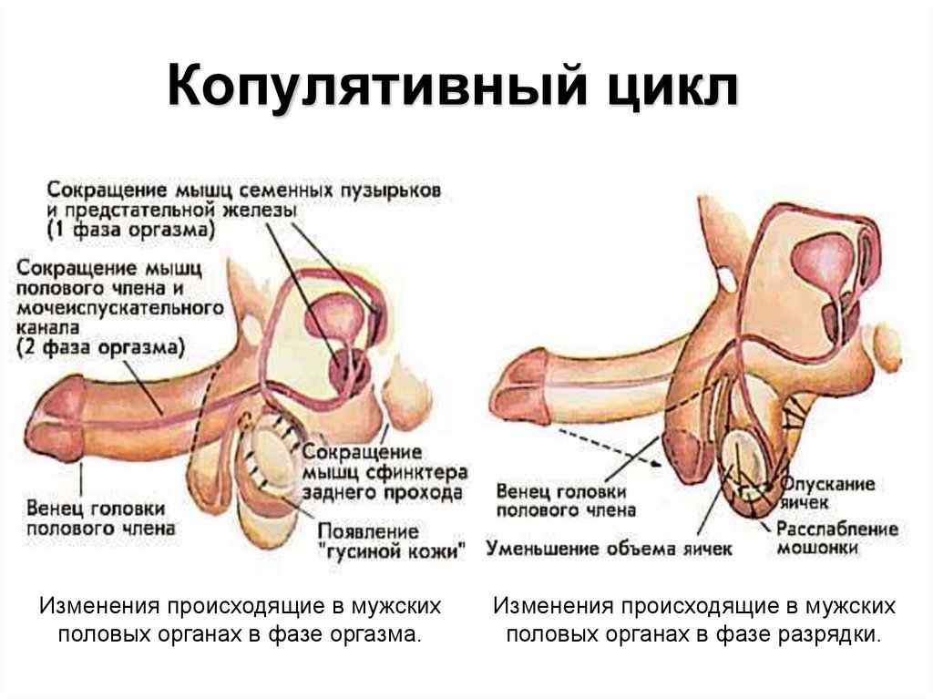 Копулятивный цикл
