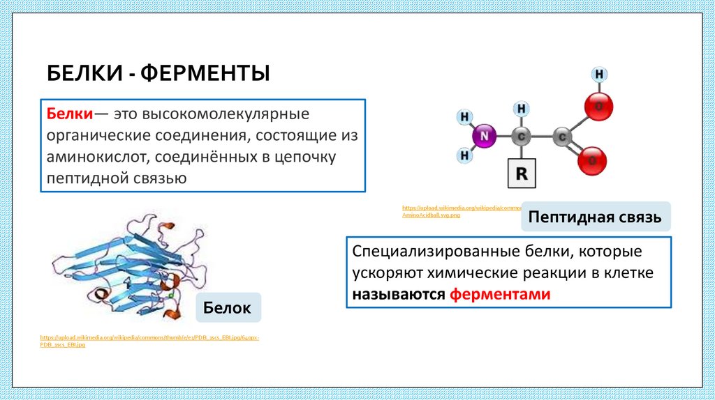 БЕЛКИ - ФЕРМЕНТЫ