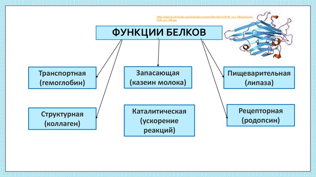 ФУНКЦИИ БЕЛКОВ