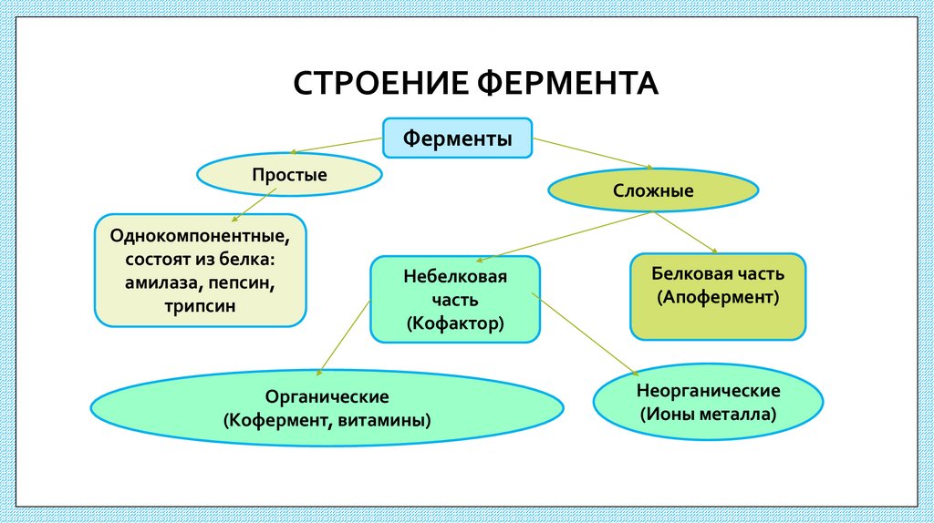 СТРОЕНИЕ ФЕРМЕНТА