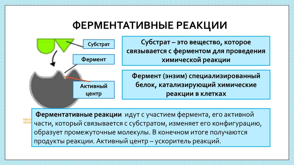 ФЕРМЕНТАТИВНЫЕ РЕАКЦИИ