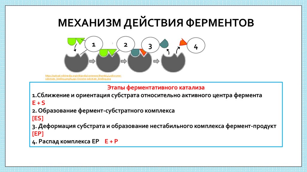 МЕХАНИЗМ ДЕЙСТВИЯ ФЕРМЕНТОВ