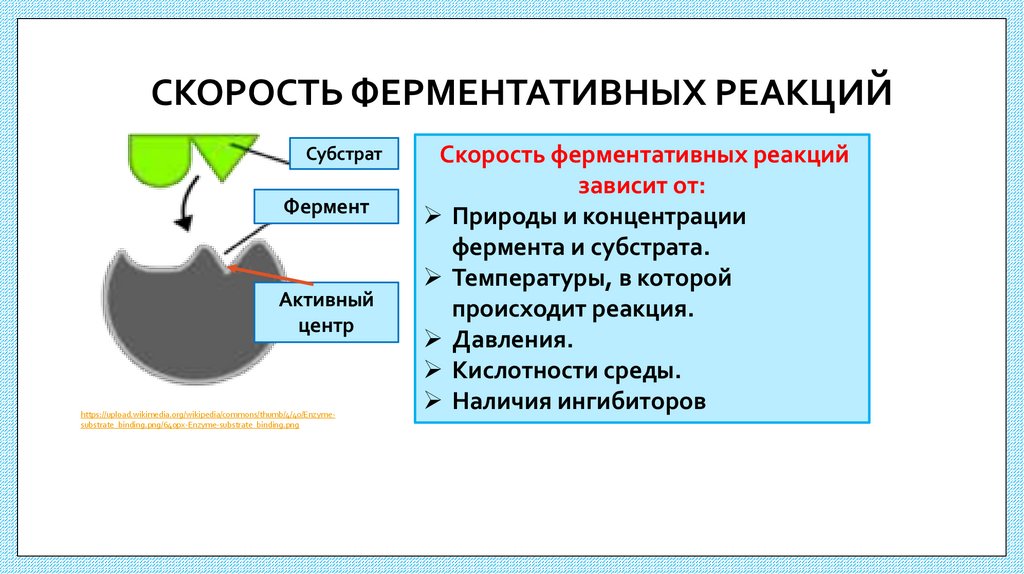 СКОРОСТЬ ФЕРМЕНТАТИВНЫХ РЕАКЦИЙ