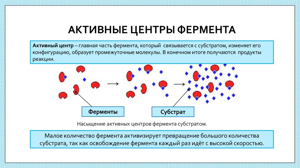 АКТИВНЫЕ ЦЕНТРЫ ФЕРМЕНТА