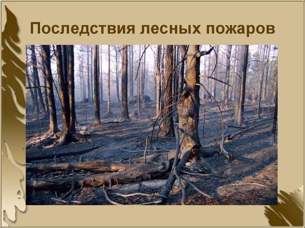 Последствия лесных пожаров