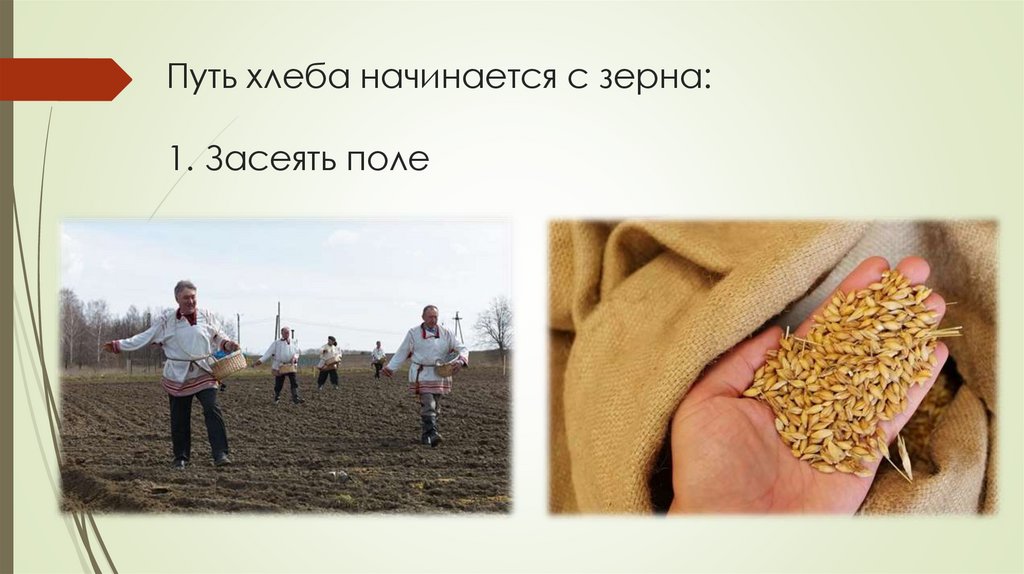 Путь хлеба начинается с зерна: 1. Засеять поле