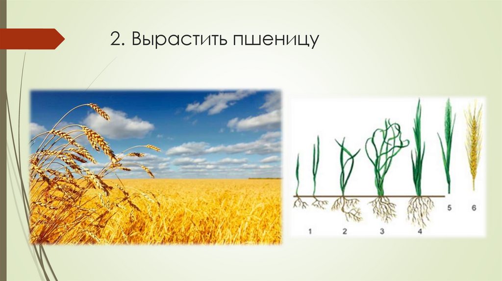 2. Вырастить пшеницу