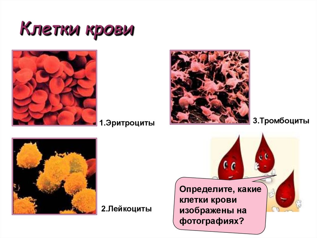 Клетки крови
