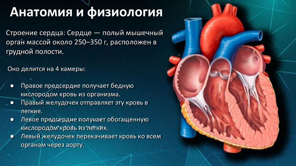 Анатомия и физиология