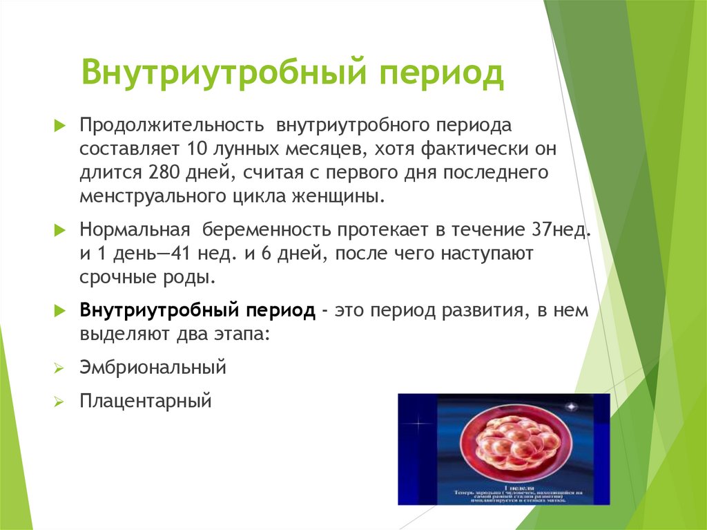 Внутриутробный период