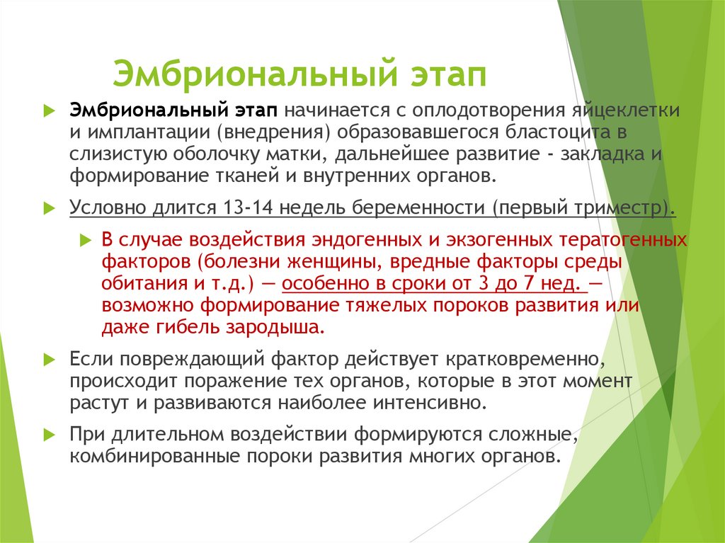 Эмбриональный этап