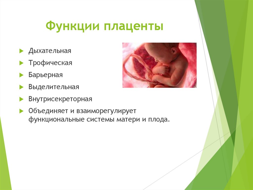 Функции плаценты