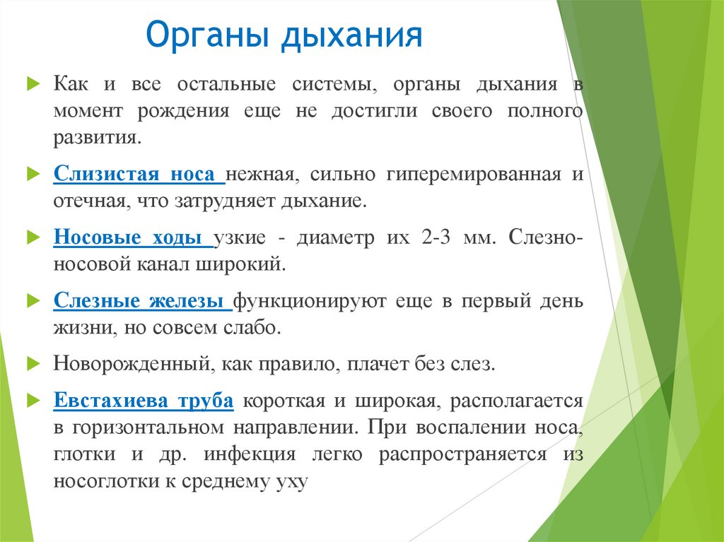 Органы дыхания