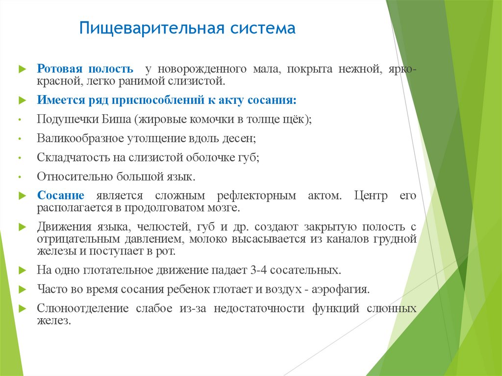 Пищеварительная система