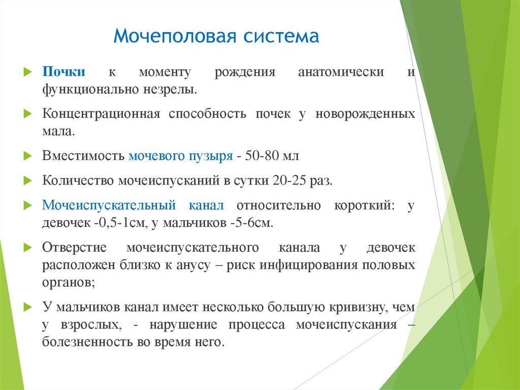   Мочеполовая система