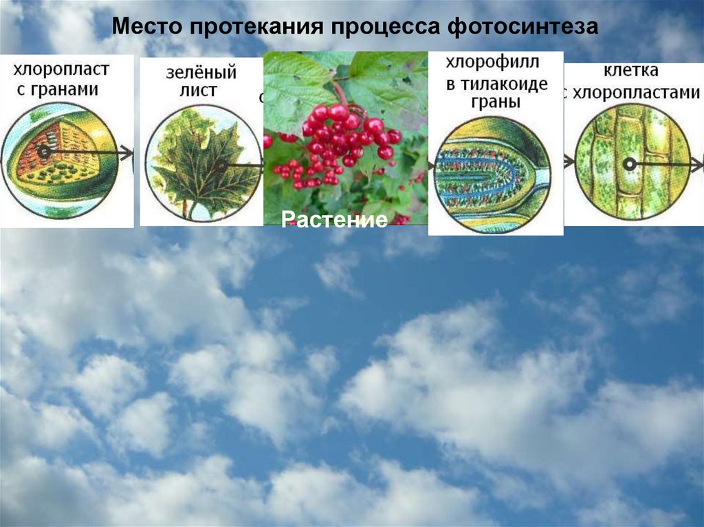 Место протекания процесса фотосинтеза