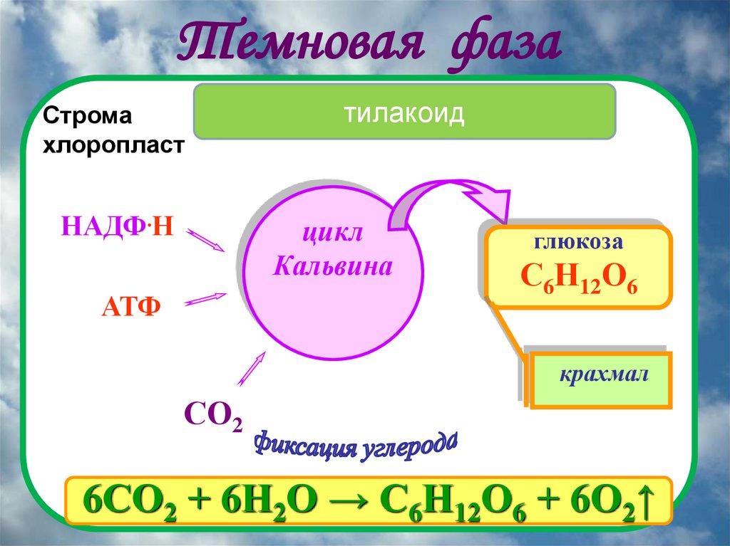 Темновая фаза