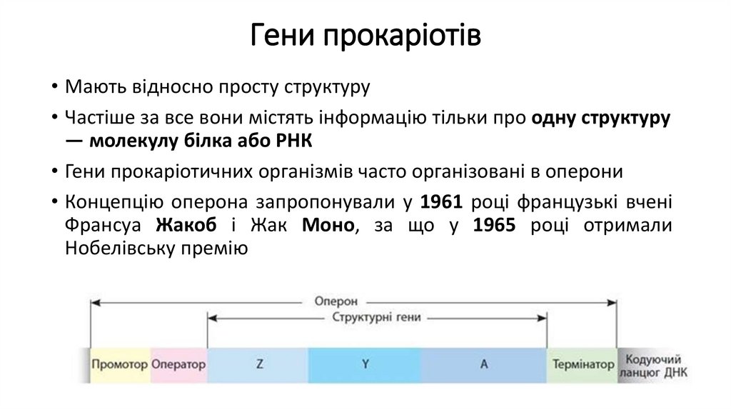 Гени прокаріотів