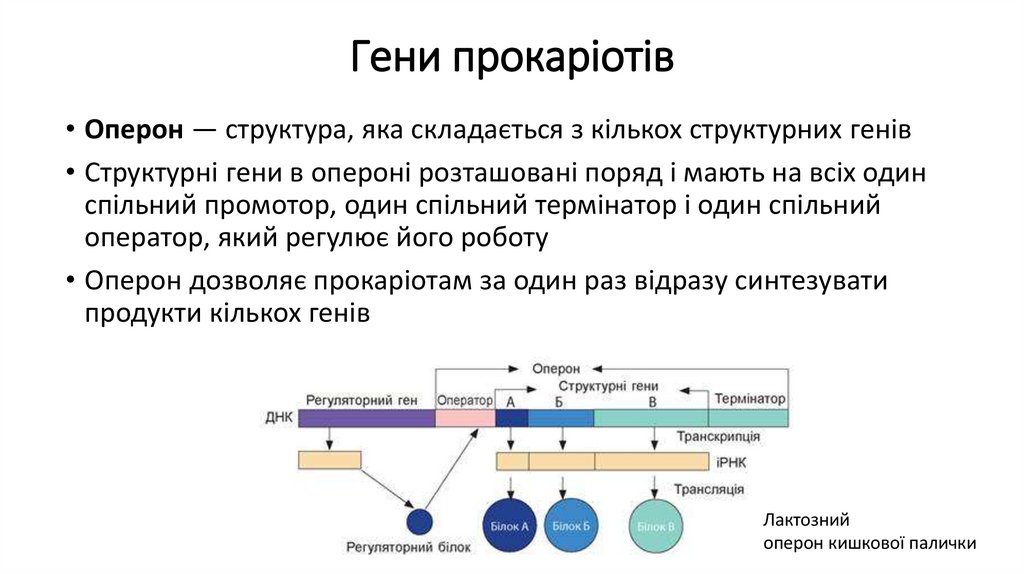 Гени прокаріотів