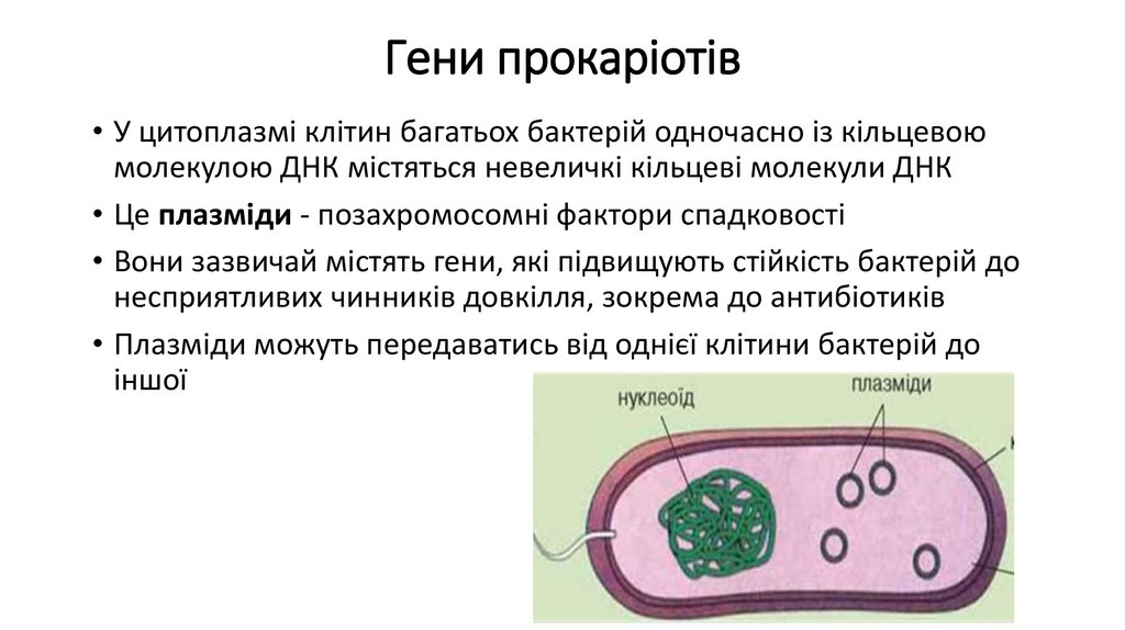 Гени прокаріотів