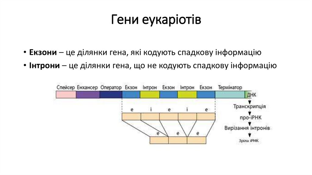 Гени еукаріотів