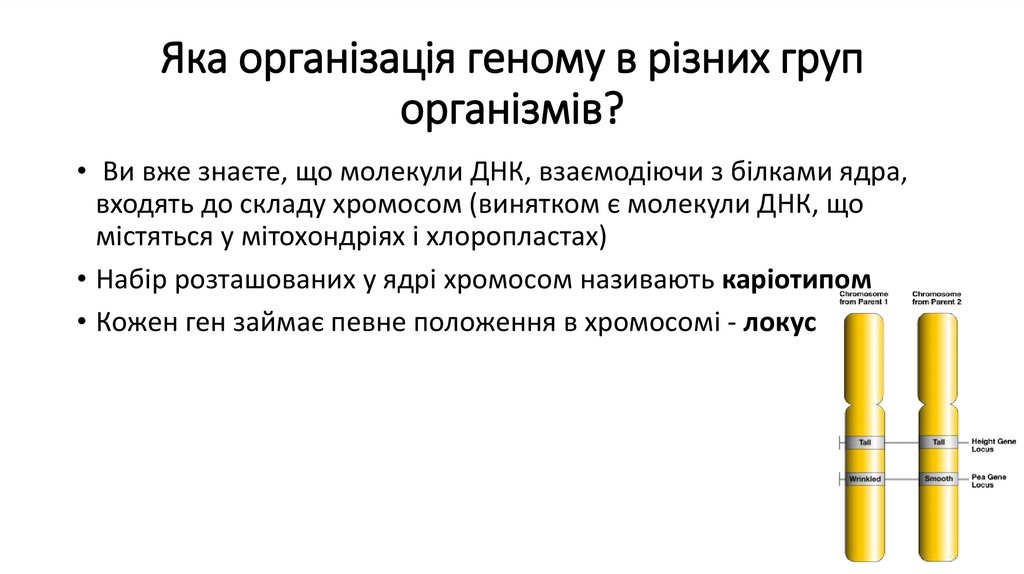 Яка організація геному в різних груп організмів?