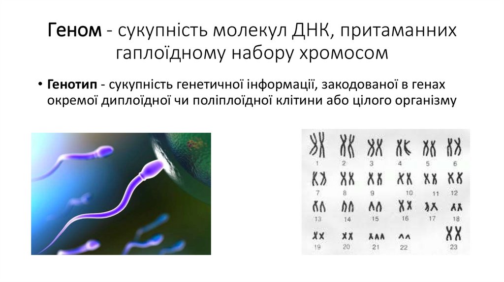 Геном - сукупність молекул ДНК, притаманних гаплоїдному набору хромосом