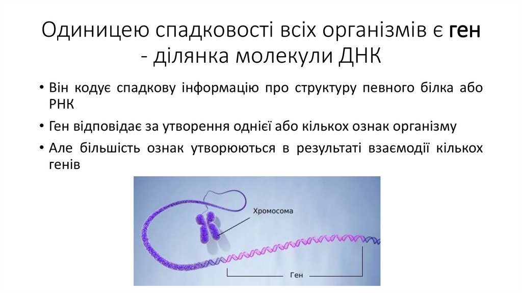 Одиницею спадковості всіх організмів є ген - ділянка молекули ДНК