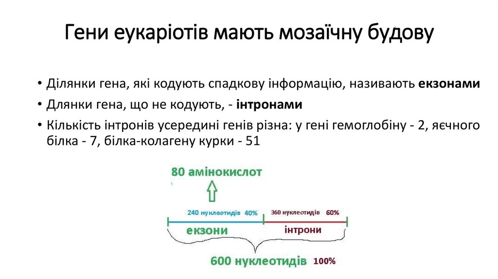 Гени еукаріотів мають мозаїчну будову