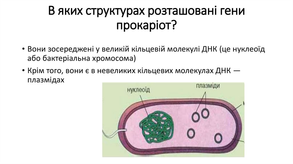 В яких структурах розташовані гени прокаріот?