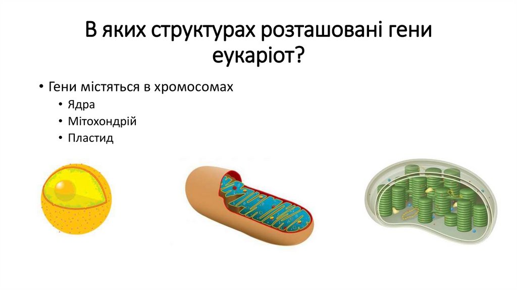 В яких структурах розташовані гени еукаріот?