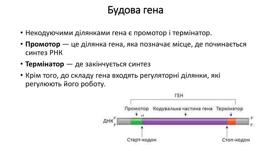 Будова гена