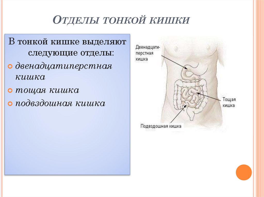 Отделы тонкой кишки