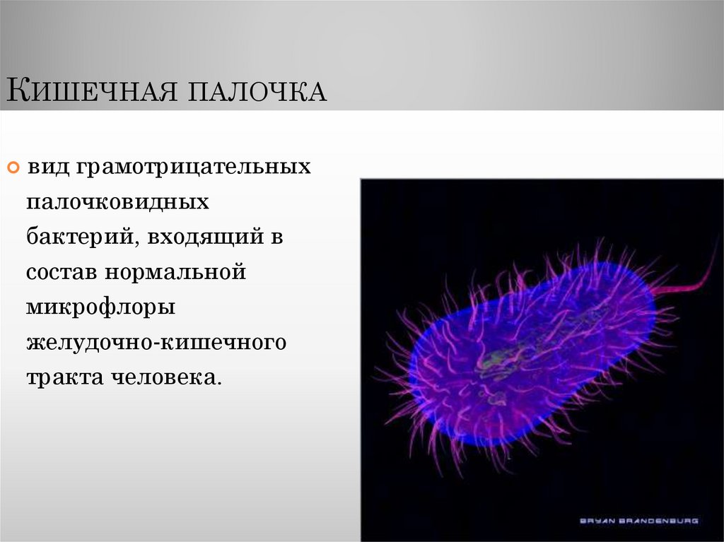 Кишечная палочка