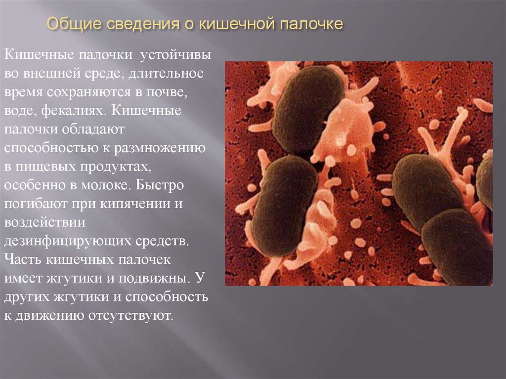 Общие сведения о кишечной палочке