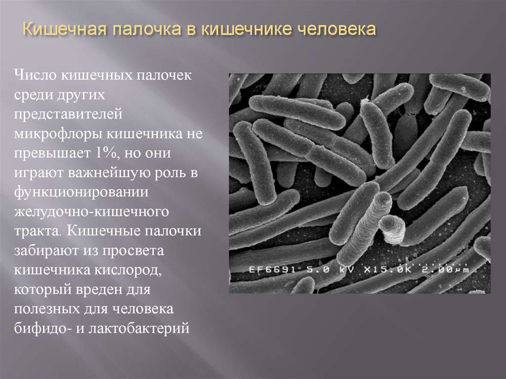 Кишечная палочка в кишечнике человека