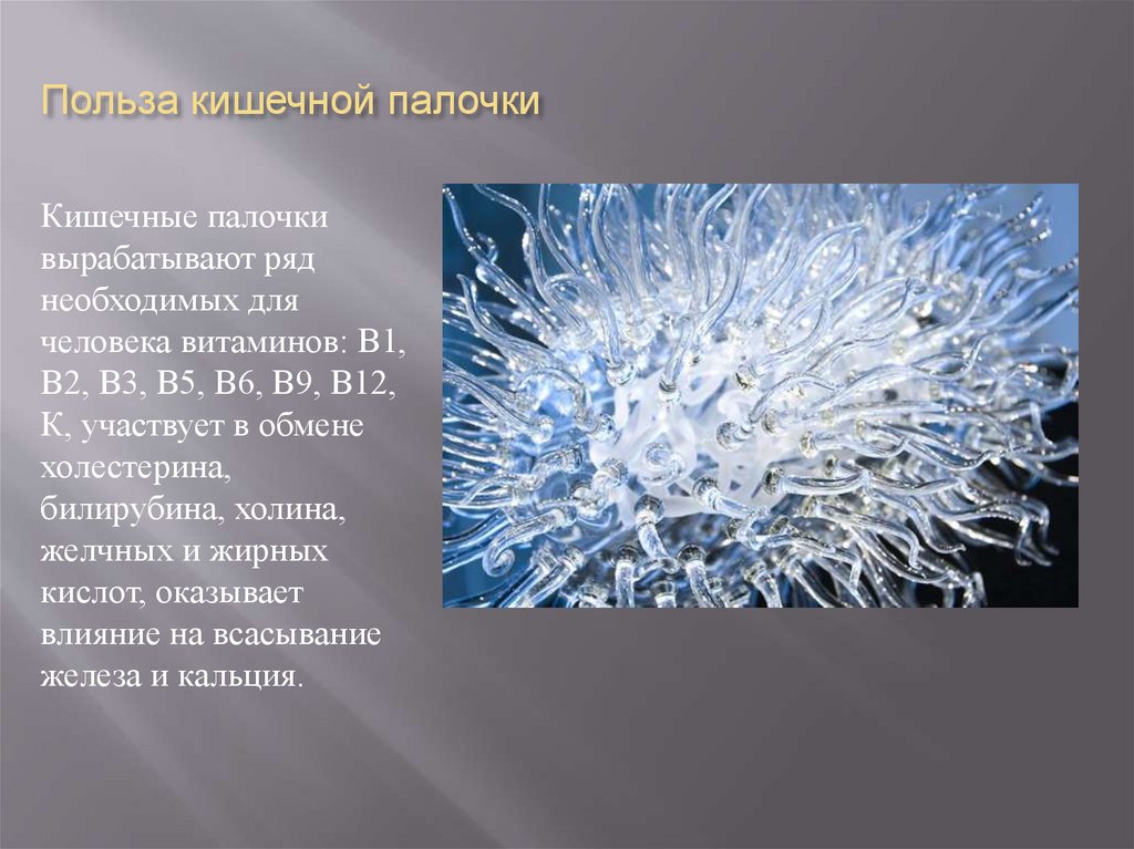 Польза кишечной палочки