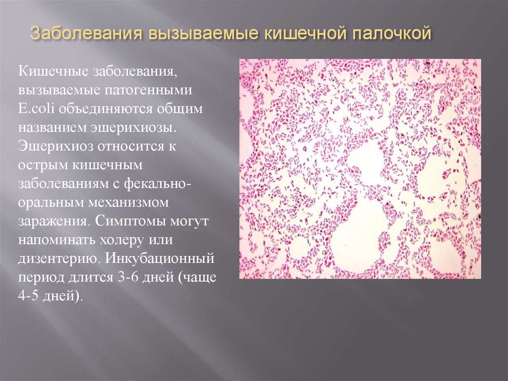 Заболевания вызываемые кишечной палочкой