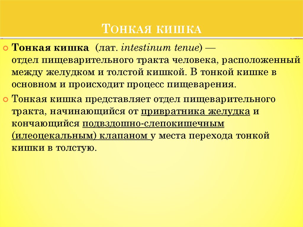 Тонкая кишка