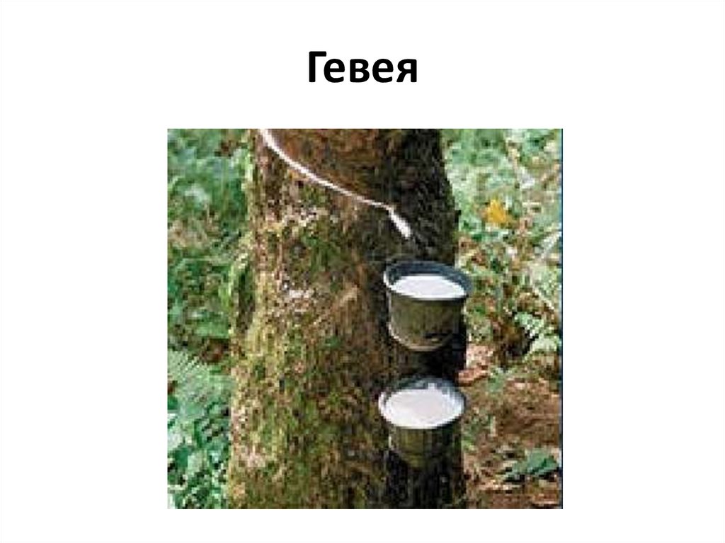Гевея