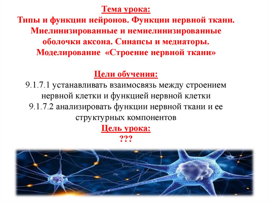 Тема урока: Типы и функции нейронов. Функции нервной ткани. Миелинизированные и немиелинизированные оболочки аксона. Синапсы и