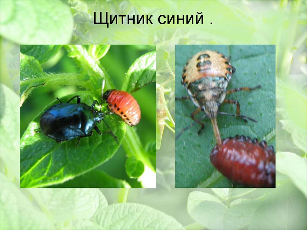Щитник синий .