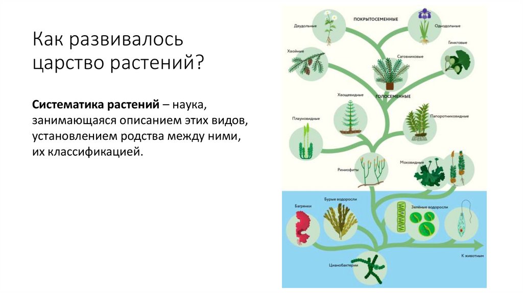 Как развивалось царство растений?