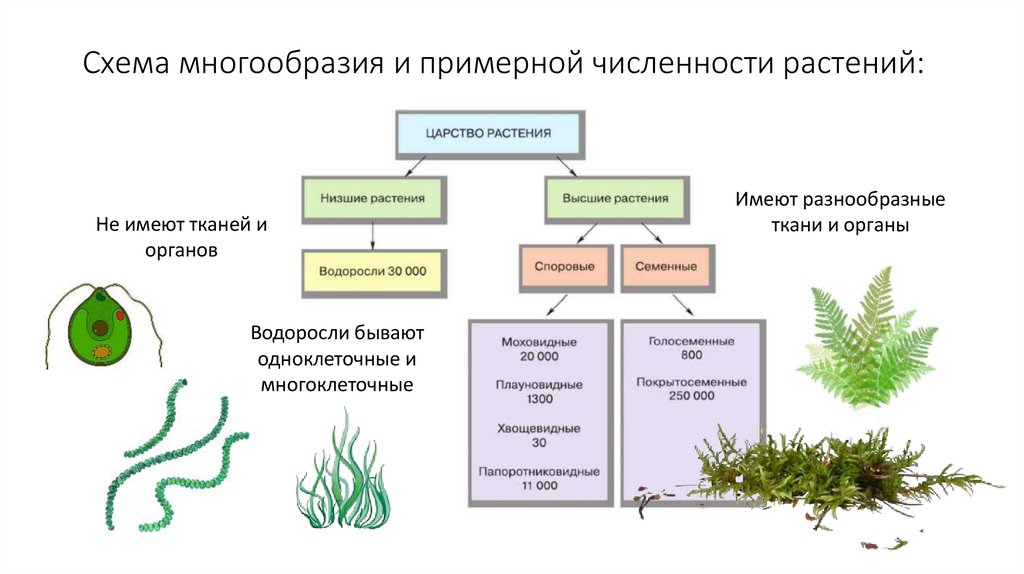 Схема многообразия и примерной численности растений: