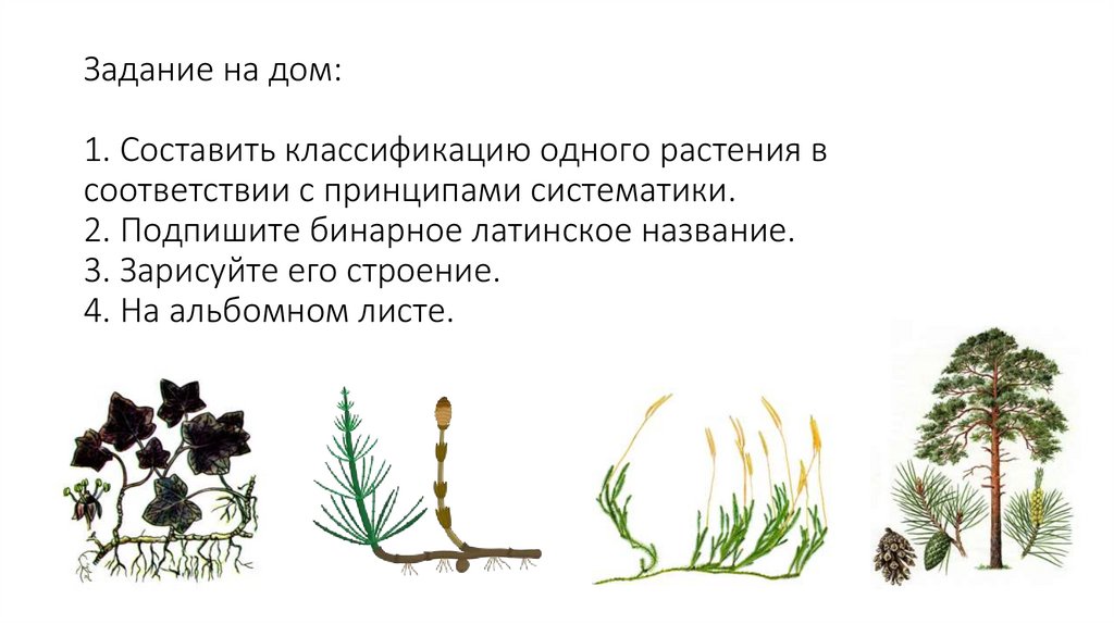 Задание на дом: 1. Составить классификацию одного растения в соответствии с принципами систематики. 2. Подпишите бинарное